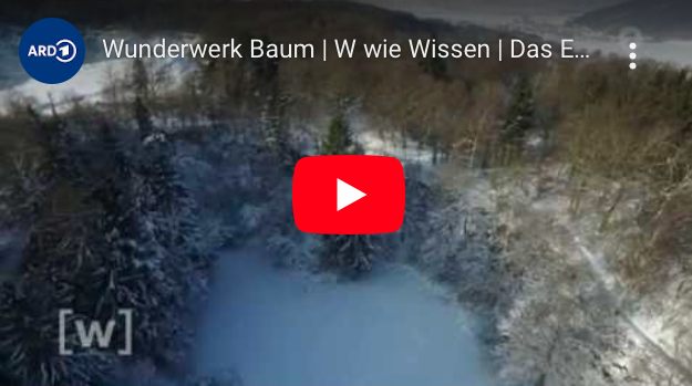 Das Buero der lebendigen Baeume, papierloses Buero Megatrend Digitalisierung Umwelt Video Wunderwerk Baum W wie Wissen ARD