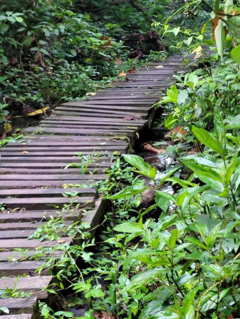 Ecotourism with KAFRED: Wooden bridge through the swamp in Bigodi