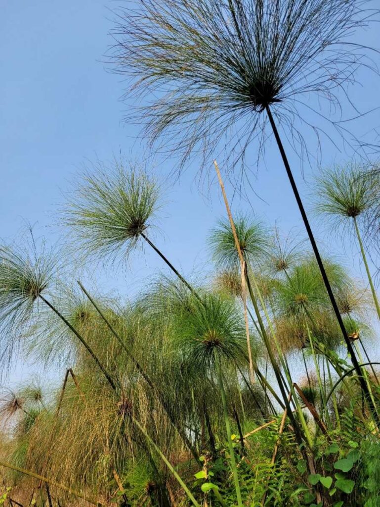 papyrus plant from the swamp in Bigodi